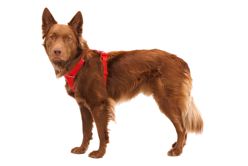 Ruffwear Front Range Dog Harness